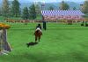 3D Horse Racing